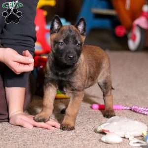 Blaze, Belgian Malinois Puppy